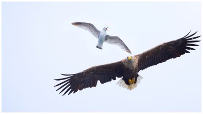 Gull Mobs Sea Eagle