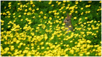 Rabbit in Yellow