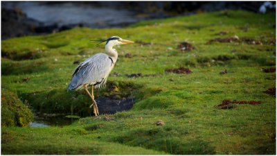 Grey Heron