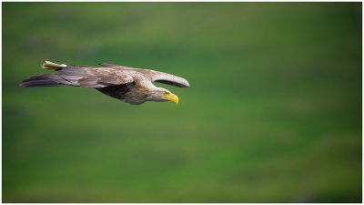 White Tailed Sea Eagle