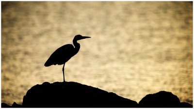 Grey Heron at Dawn