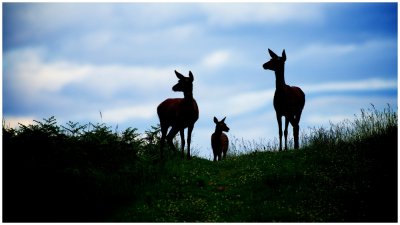 Red Deer on the Horizon - but which way are they facing ?