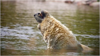 Polar Bears - Arctic Legends