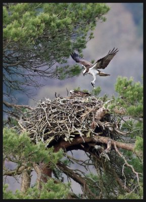 Gull mobs nest