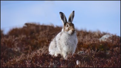 Mountain hare changing to summer browns