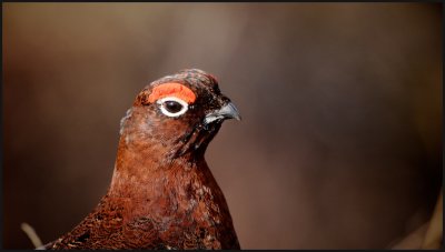 Red Grouse