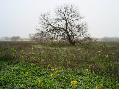 20150303-0625 San Patricio Co TX.jpg