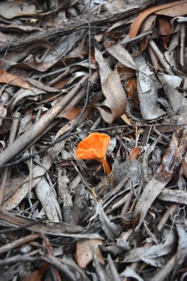Orange mushroom in litter.jpg