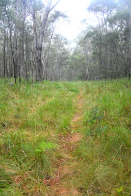 Trail into Bush East of Elgin.jpg