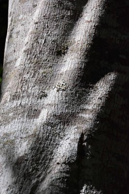 Tree trunk detail.jpg