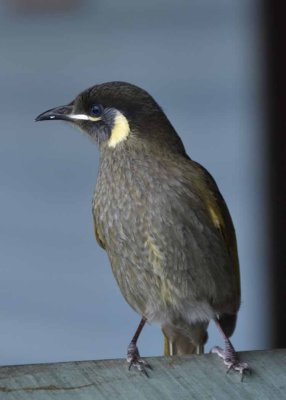 Lewin's Honeyeater O'Reilly's .jpg