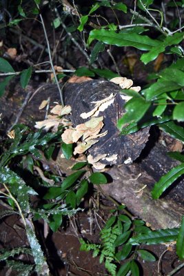 Fraser Island fungi.jpg