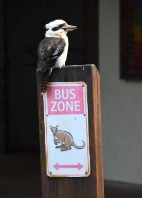 Kookaburra in Bus Zone.jpg