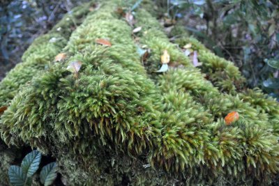Moss fern Fraser Isalnd.jpg