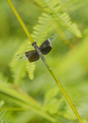 Pied Parasol