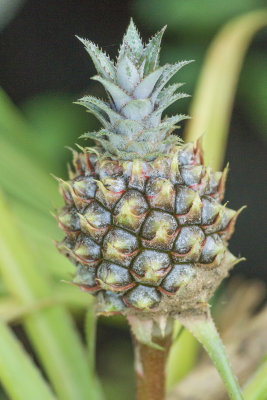 Mini Pineapple