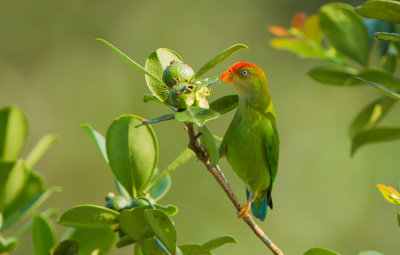 HSri Lanka Hanging Parrot