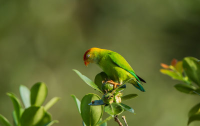 Sri Lanka Hanging Parrot