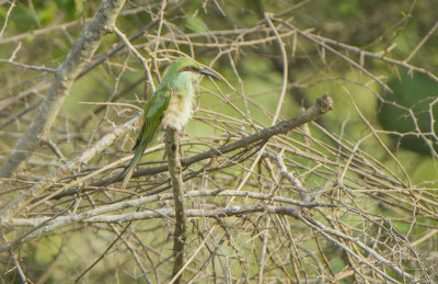 Green Bee-eater