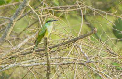 Green Bee-eater