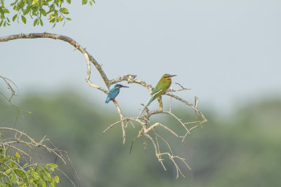 Common Kingfisher, Blue-tailed Bee-eater