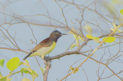 Purple-rumped Sunbird