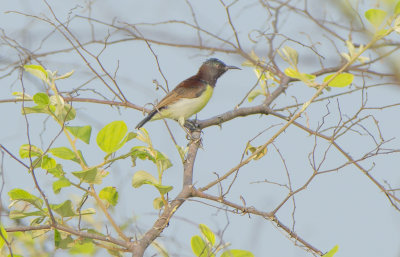 Purple-rumped Sunbird