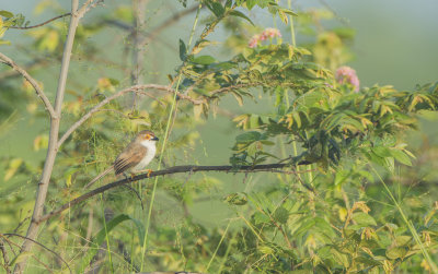 Yellow-eyed Babbler