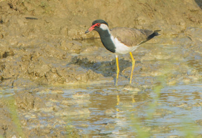 Red-wattled Lapwing