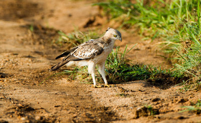 Crested Hawk-Eagle