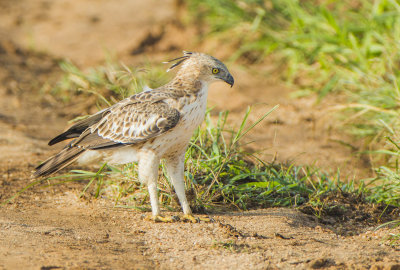 Crested Hawk-Eagle