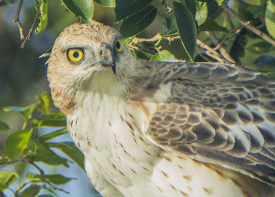 Crested Hawk-Eagle