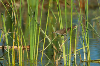 Clamorous Reed-warbler