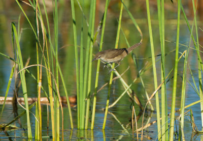 Clamorous Reed-warbler