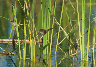 Clamorous Reed-warbler