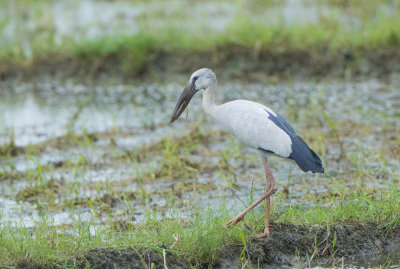 Asian Openbill