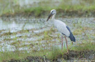 Asian Openbill