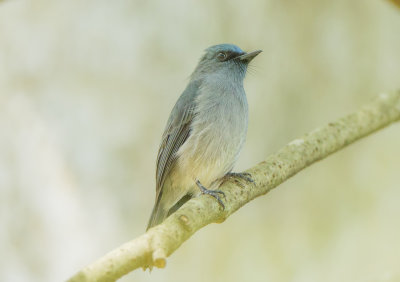 Dull-blue Flycatcher