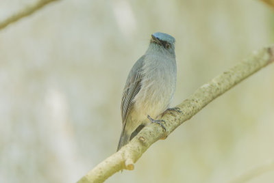 Dull-blue Flycatcher