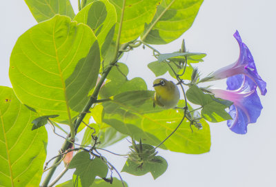 Oriental White-eye