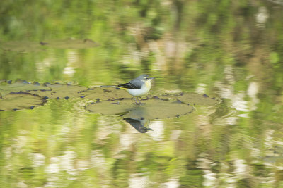 Gray Wagtail