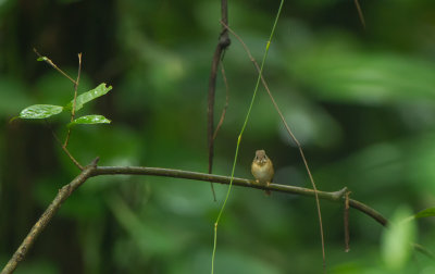 Brown-chested Flycatcher