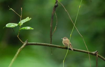 Brown-chested Flycatcher