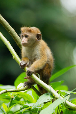 Toque Macaque