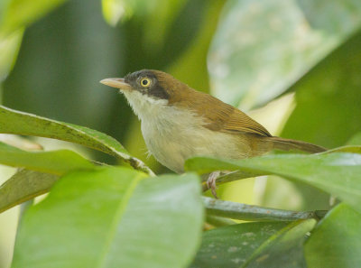 Dark-fronted Babbler