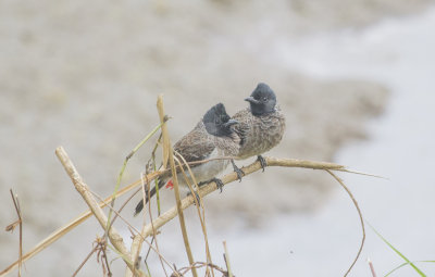 Red-vented Bulbuls