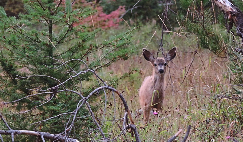 fawn