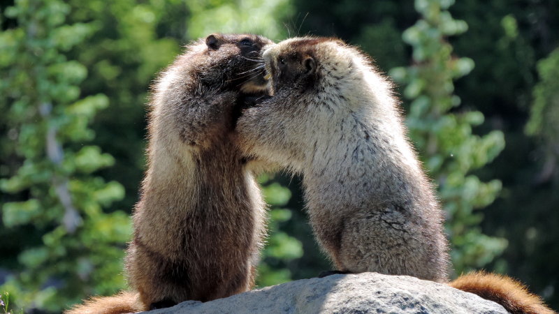 Baby marmots playing