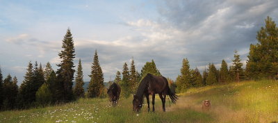 Grazing