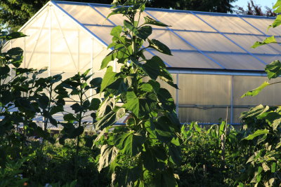 green house in pea patch